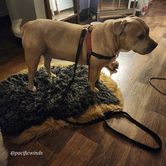 HALTI HARNESS MEDIUM TO LARGE - Picture 5 of 9